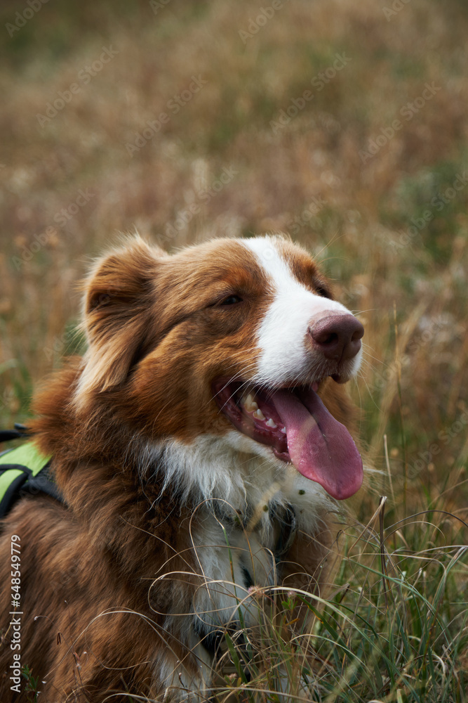 Hiking with a dog. A tourist trip to Georgia with a pet, the nature of the Algeti National Park. Australian Shepherd is resting while walking in the mountains. Aussie cute brown puppy traveler.