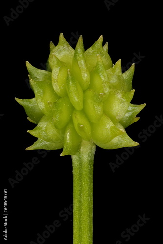 Creeping Buttercup (Ranunculus repens). Aggregate Fruit Closeup photo