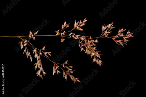 Black Bent (Agrostis gigantea). Inflorescence Branch Closeup