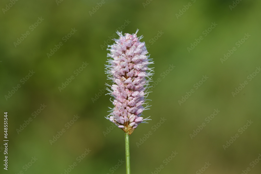 Fototapeta premium flowers in the garden