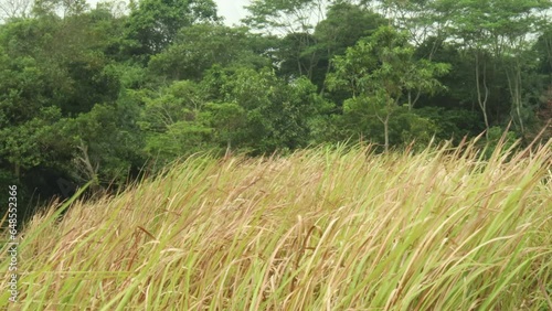 tall wild grass that moves because of the wind
 photo