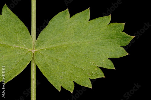 Burnet-Saxifrage (Pimpinella saxifraga). Basal Leaf Lateral Segment Closeup photo