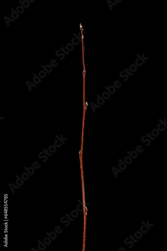 Thicket Shadbush (Amelanchier x spicata). Wintering Twig Closeup © Valery Prokhozhy