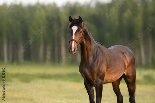 beautiful young horse posing on a field in summer © otsphoto