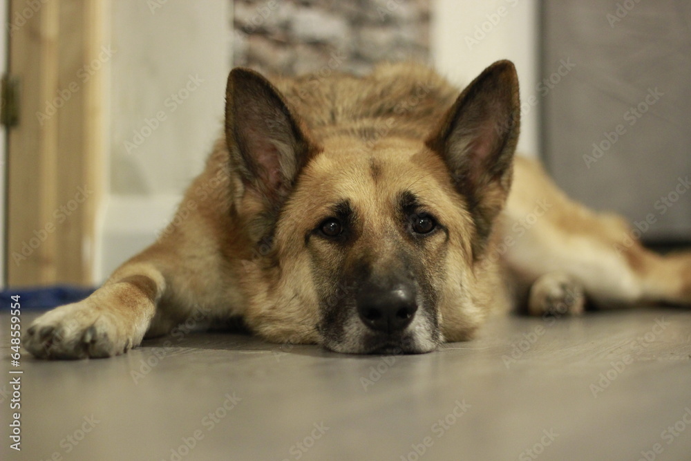 Fototapeta premium german shepherd dog