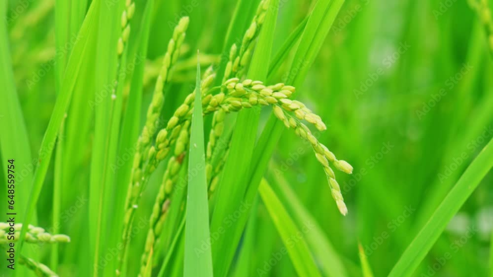 Close-up ears of rice in rice field Close-up ears of rice in rice field