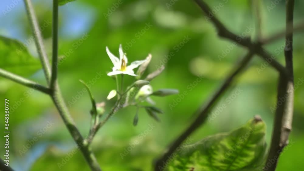 turkeyberry flowers are growing on a tree in the garden and there is sunlight. turkeyberry flowers are growing on a tree in the garden and there is sunlight.