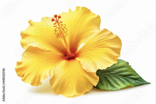 Beautiful Yellow Hibiscus. Exotic Tropical Flower with Pistil and Pollen Isolated on White Background to Brighten Up Any Design