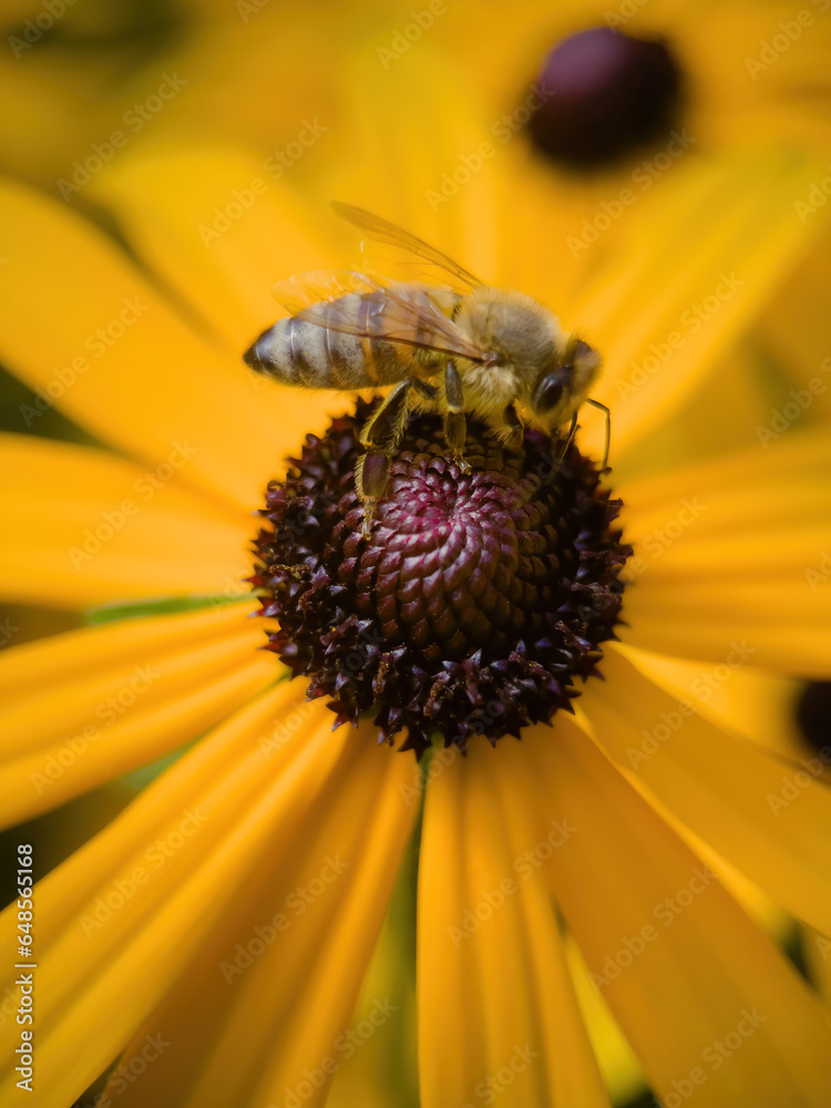 bee on flower collecting pollen bee on flower collecting pollen