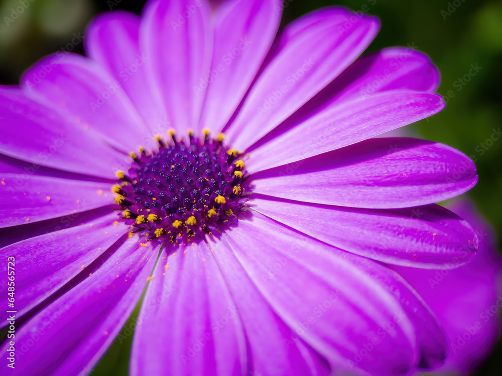 blossom blower from garden with pollen blossom blower from garden with pollen