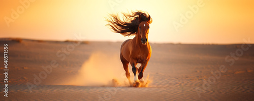 Wide shot of horse running on desert sand at sunset photo