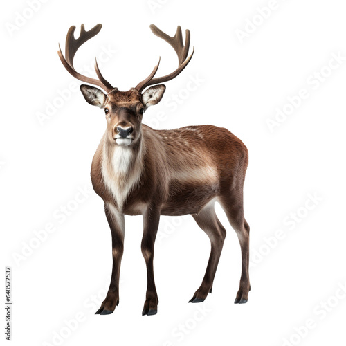 Deer isolated on white background