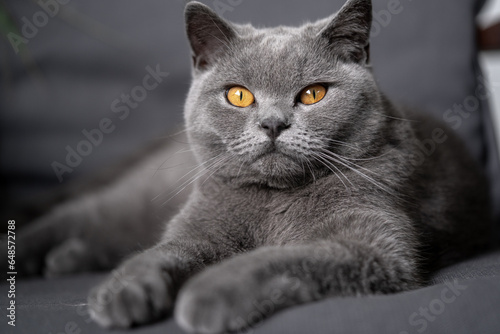 Katze