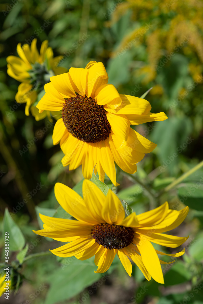 Obraz premium sunflower in the garden