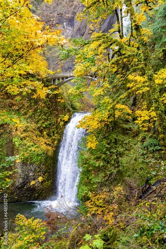 Footbridge over Muttnomah Falls  surrounded by trees in Autumn colors  in the Columbia River Gorge Ntional Scenic Area  Oregon