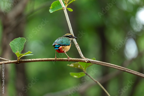 Indian Pitta Pench National Park photo