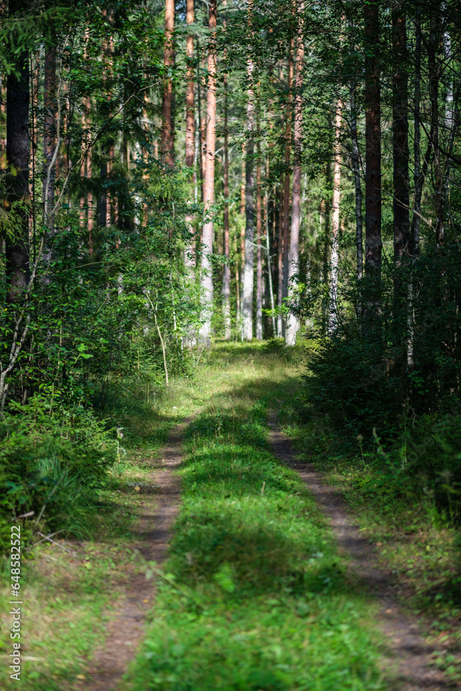 Obraz premium sunny forest in summer with tree trunks and sun rays