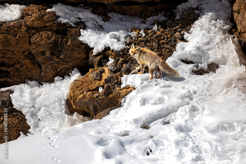 Red Fox at Kibber, Spiti Valley
