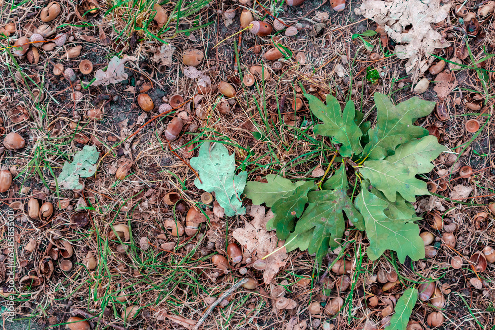 The ground is covered with acorns and oak leaves The ground is covered with acorns and oak leaves