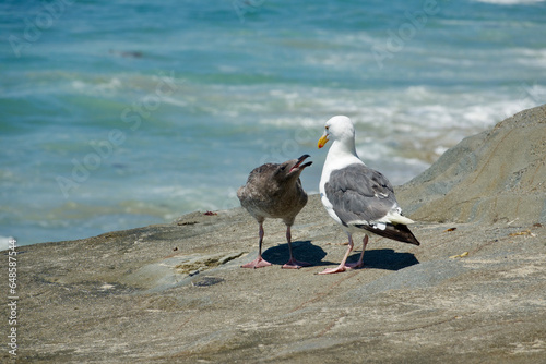 Photography pair of seagulls on the shoreline