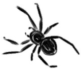 Ara√±a de color negro con efecto tiza. Ilustraci√≥n aislada sin fondo. Dibujo de silueta de ara√±a negra. Insecto ar√°cnido.