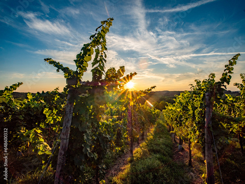 Weinberg im Spätsommer photo