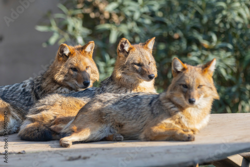 Three foxes resting in nature