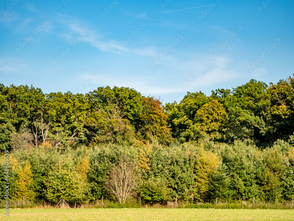 Fototapeta premium Baumschule am Waldrand