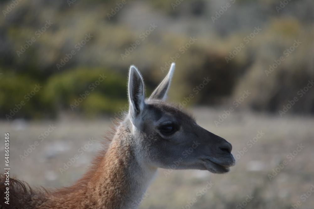 Fototapeta premium Guanaco in Patagonia, Argentina.