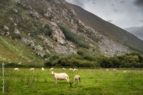Flock of sheep grazing on green field at foothill of rocky mountain. Lough Dan valley, Wicklow Mountains, Ireland