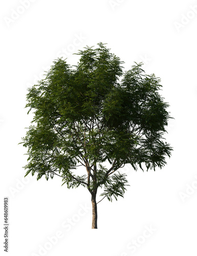 Cuadro en lienzo Indochina Dragonplum, Dracontomelon duperreanum, tree, big tree, light for dayli