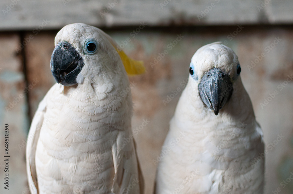 Obraz premium White Macaws