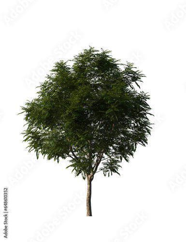Tableau sur toile Indochina Dragonplum, Dracontomelon duperreanum, tree, big tree, light for dayli