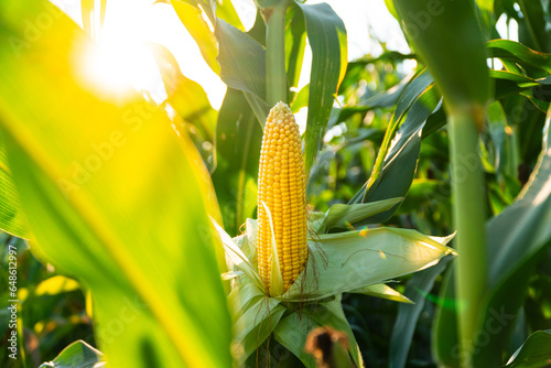 A beautiful yellow ear of corn. Corn cob in corn plantation field. Fresh corn cob photo