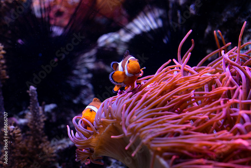 Underwater 
