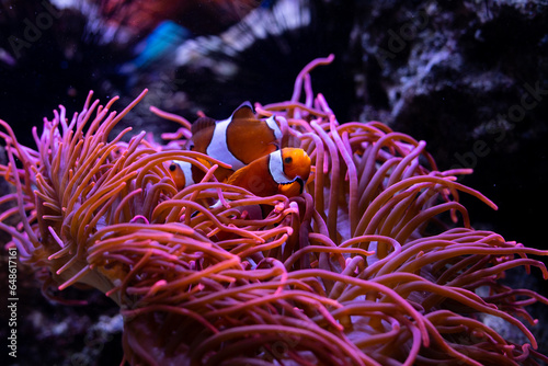 Underwater 