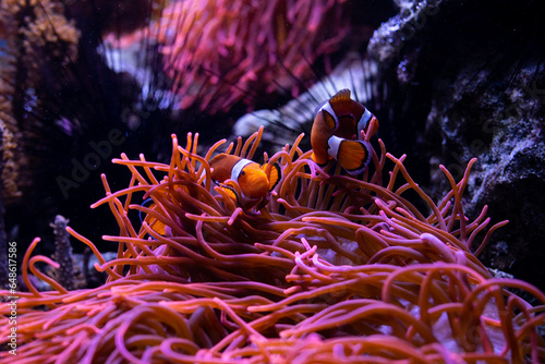 Underwater 