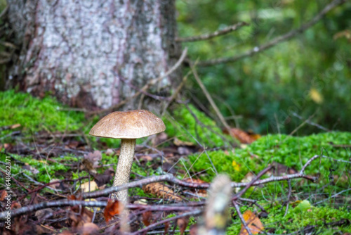  An edible mushroom grows in the forest among green leaves and moss