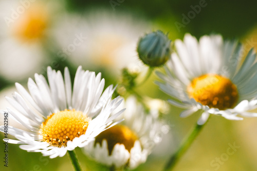 daisies in a garden