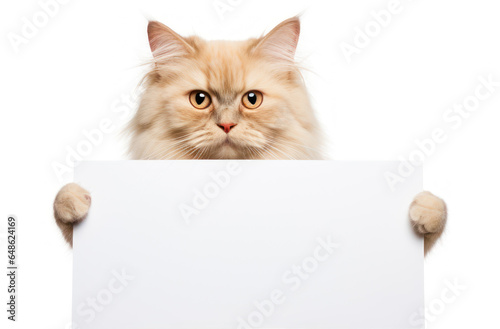 Fluffy Cat Holding an Empty Paper - Creative Feline Friend - Generative AI
