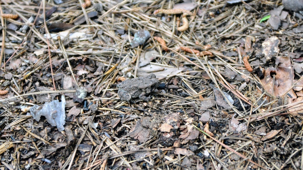 frog on the ground