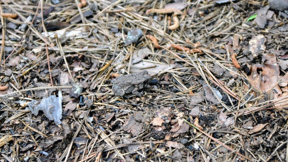 frog on the ground frog on the ground