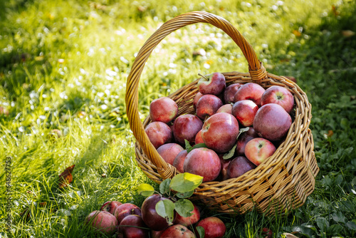 Abundance of Fresh, Organic Apples in a Wicker Basket. Organic apples in a wicker basket, showcasing nature's abundance and freshness.
