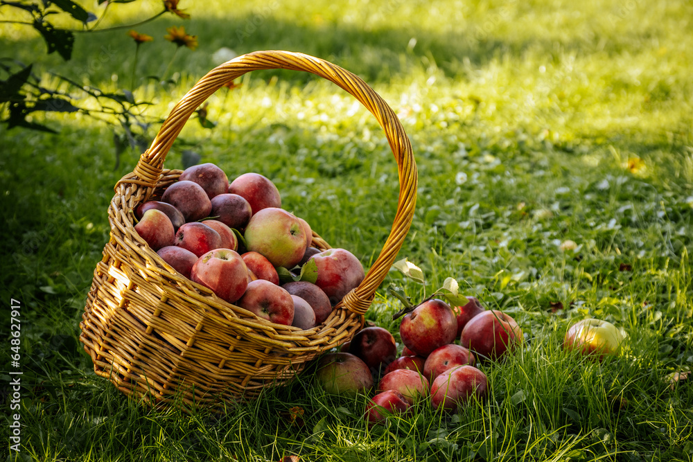 Abundance of Fresh, Organic Apples in a Wicker Basket. Organic apples in a wicker basket, showcasing nature's abundance and freshness. Abundance of Fresh, Organic Apples in a Wicker Basket. Organic apples in a wicker basket, showcasing nature's abundance and freshness.