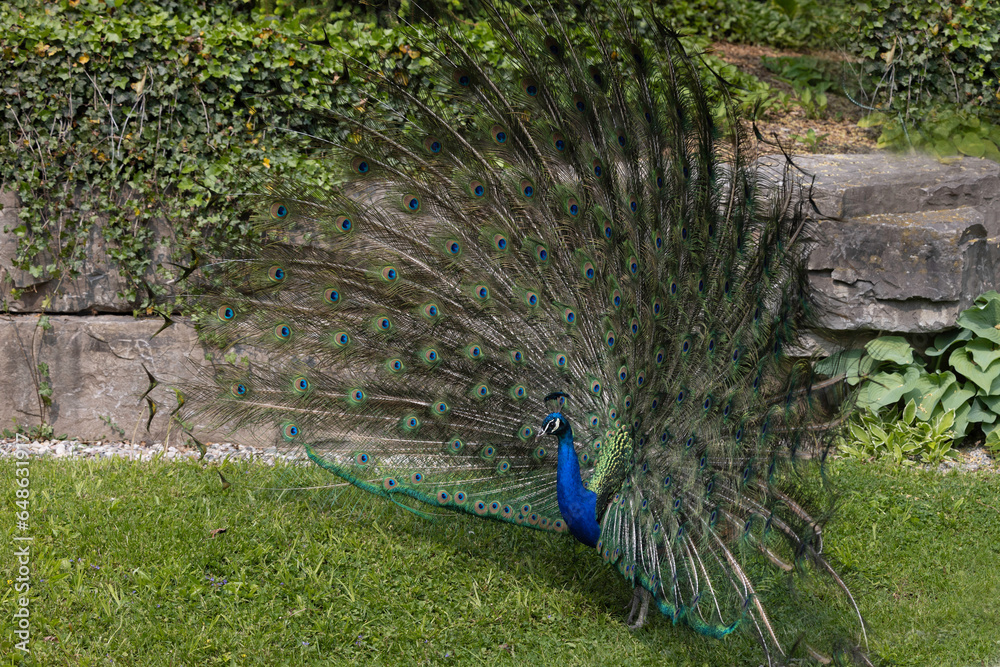 Obraz premium peacock with feathers out