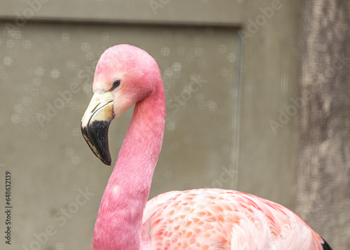 James's Flamingo (Phoenicoparrus jamesi) in Bolivia photo