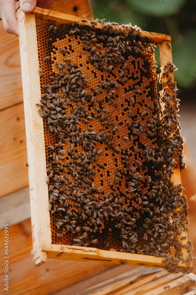 A man and a woman beekeepers collect honey in an apiary in fields with sunflowers at sunset A man and a woman beekeepers collect honey in an apiary in fields with sunflowers at sunset