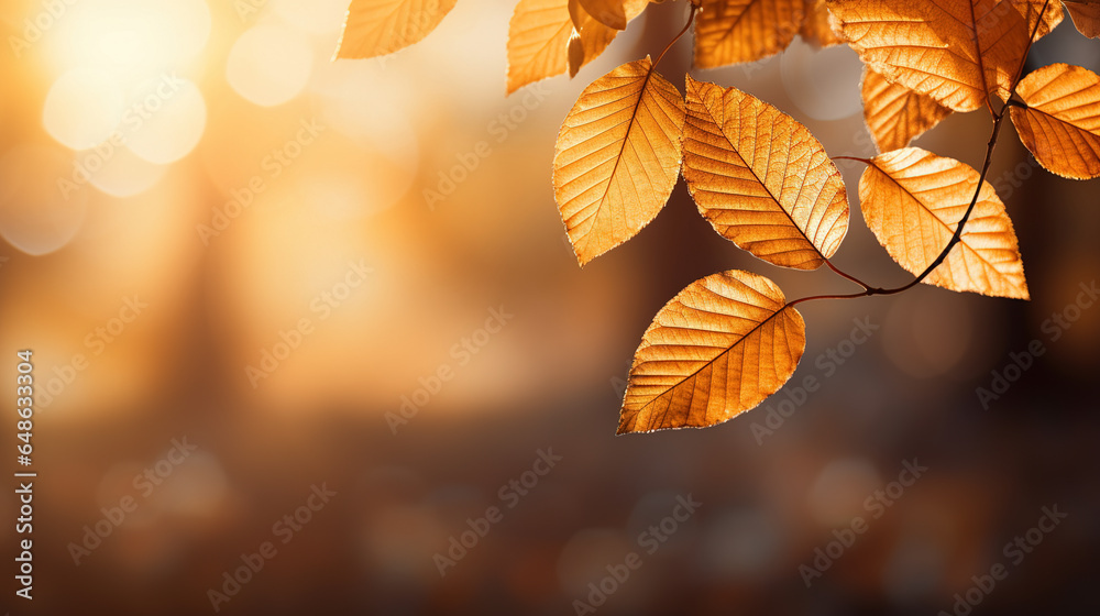 autumn leaves in the forest autumn leaves in the forest