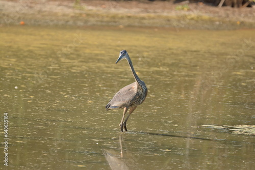 Great Blue Heron foraging for food