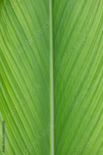 Details of green leaves background